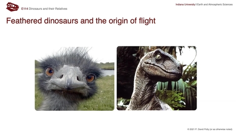 Thumbnail for entry Lecture 18 (Nov 2) - Feathered dinosaurs and origin of birds