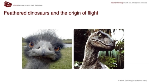 Thumbnail for Lecture 18 (Nov 2) - Feathered dinosaurs and origin of birds
