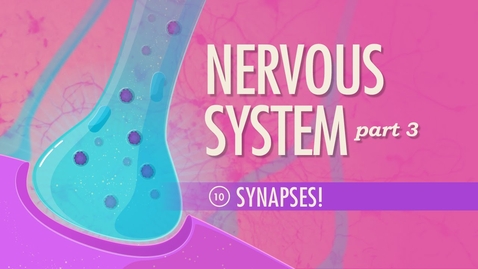 Thumbnail for The Nervous System, Part 3 - Synapses!: Crash Course Anatomy &amp; Physiology #10