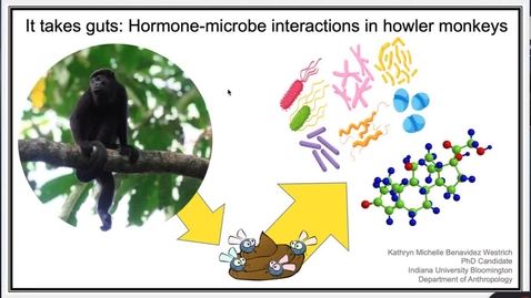 Thumbnail for entry It takes guts: Hormone-microbe interactions in howler monkeys