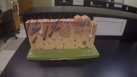 Thumbnail for Integumentary System- 2017
