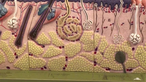 Thumbnail for entry Integumentary System Model