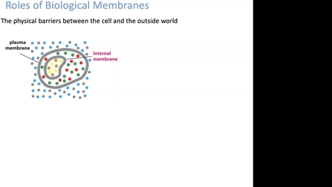 Thumbnail for BIOL-L100 Membrane Fluidity