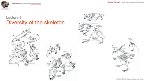 Thumbnail for Lecture 08 - Diversity of the skeleton