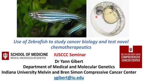 Thumbnail for IUSCCC Seminar 9/18/2025: &quot;Use of Zebrafish to study cancer biology and test novel chemotherapeutics&quot; Yann Gibert, PhD Professor of Medical &amp; Molecular Genetics IUSM