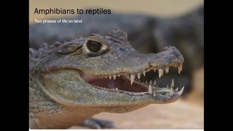 Thumbnail for entry Lecture 13 (Oct 14) - Amphibians to reptiles: phases of life on land