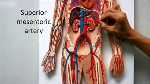 Thumbnail for Blood Flow Path Body Systemic Circulation Anatomy Physiology Nursing
