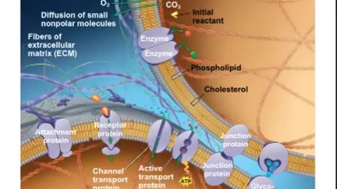 Thumbnail for BIOL-L100  Membrane Transport 