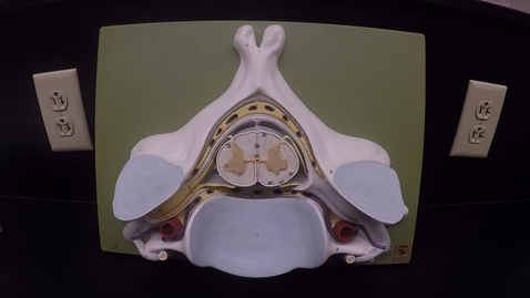 Thumbnail for entry Nervous System: Spinal Cord Model- Cervical 