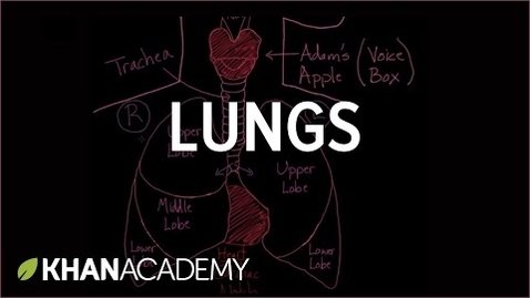 Thumbnail for entry Meet the lungs | Respiratory system physiology | NCLEX-RN | Khan Academy