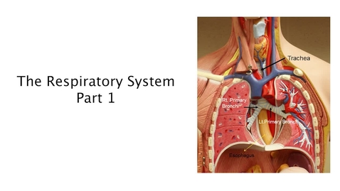Thumbnail for entry Respiratory System Part 1
