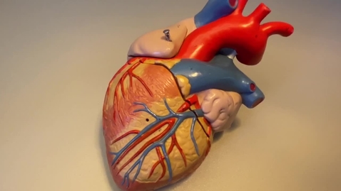 Thumbnail for entry Heart - Coronary Circulation 