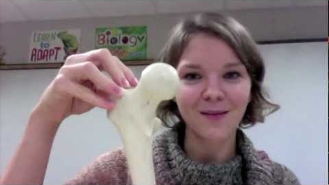 Thumbnail for Appendicular Skeleton Video