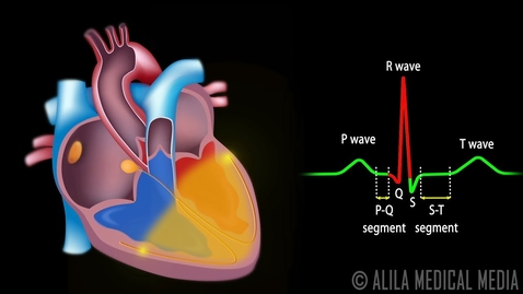 Thumbnail for Cardiac Conduction System and Understanding ECG, Animation.