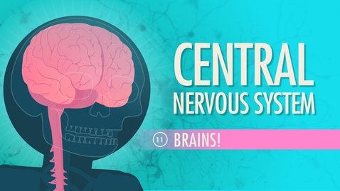 Thumbnail for entry Central Nervous System: Crash Course A&amp;P #11