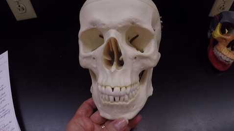 Thumbnail for Axial Skeleton 6