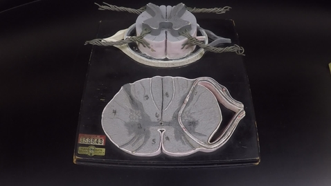 Thumbnail for Nervous System: Spinal Cord Reflex Arc Model
