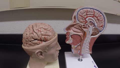 Thumbnail for Brain Models