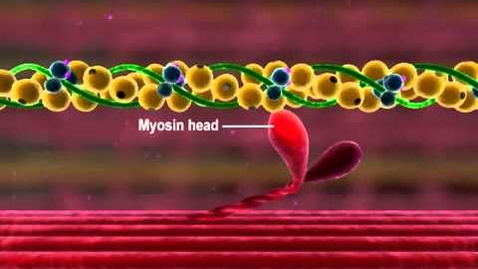 Thumbnail for Muscle Contraction Part 3 The Cross Bridge Cycle