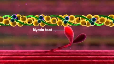 Thumbnail for entry Muscle Contraction Part 3 The Cross Bridge Cycle