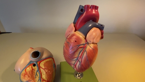 Thumbnail for Heart- Blood Flow
