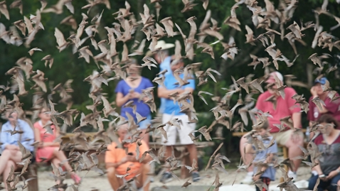 Thumbnail for Sounds of Bats and the Bat City with Dr. Julianne Graper