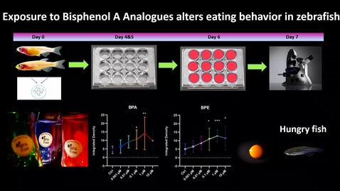 Thumbnail for Exposure to bisphenol A analogues alter eating behavior in zebrafish