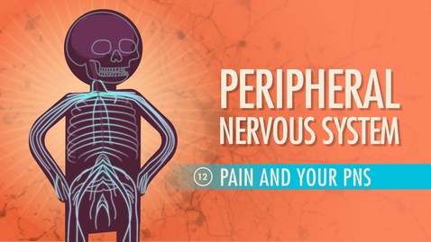 Thumbnail for entry Peripheral Nervous System: Crash Course A&amp;P #12