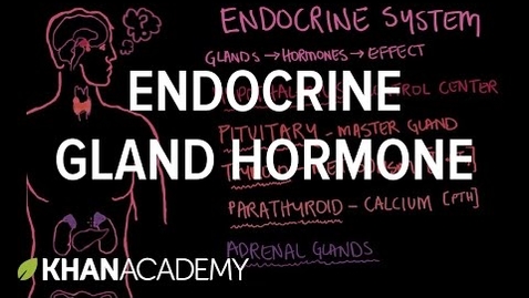 Thumbnail for Endocrine gland hormone review | Endocrine system physiology | NCLEX-RN | Khan Academy