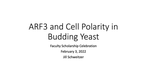 Thumbnail for entry ARF3 and Cell Polarity in Budding Yeast 