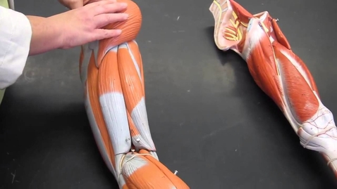 Thumbnail for Hip and Leg Muscles