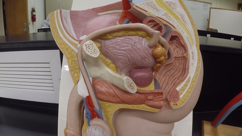 Thumbnail for Male Reproductive System Part 1