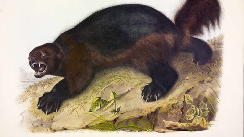 Thumbnail for 2015 April 22, &quot;The Birds and The Beasts: Audubon's Masterpieces at the University of Michigan&quot; (Various Panelists)
