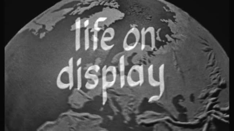 Thumbnail for Life on Display