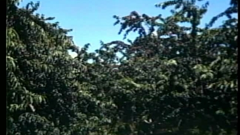 Thumbnail for Fruit of Dreams: The Mexican Cherry Pickers of Traverse City