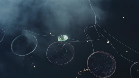 Thumbnail for Atea + IBM: Setting​ the industry standard for seafood​ ​products with blockchain