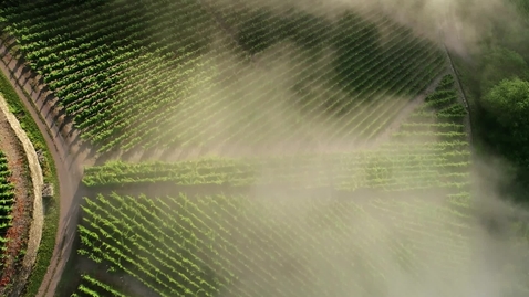 Thumbnail for eProvenance + IBM: Preserving the quality and integrity of wine​ with blockchain