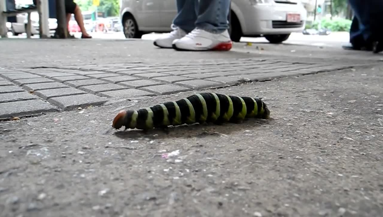 Sao Paulo - caterpillar crossing