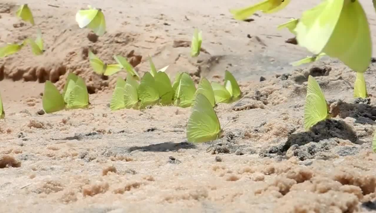 Butterflies Canaima VN