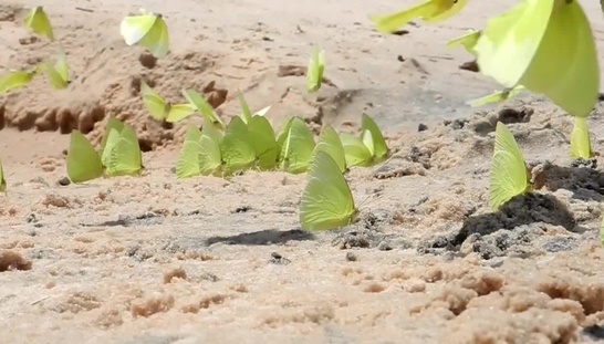 Butterflies Canaima VN