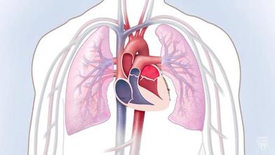 Video Heart And Circulatory System How They Work Mayo Clinic