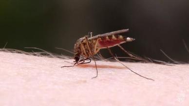 Mosquito Bites Diagnosis And Treatment Mayo Clinic