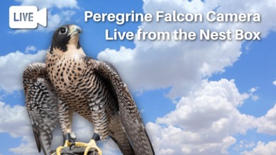 Falcons live stream free online store