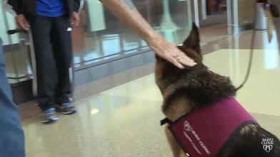 Mayo clinic caring canines discount