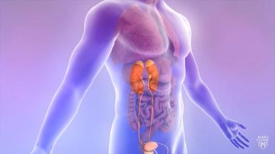 تضخم البروستاتا الحميد التشخيص والعلاج Mayo Clinic مايو كلينك