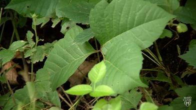 Mayo Clinic Minute How To Treat Poison Ivy Rash Mayo Clinic