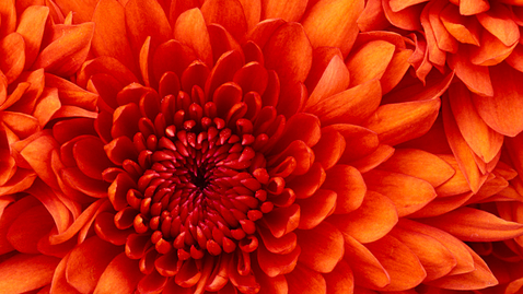 Thumbnail for Chrysanthemum