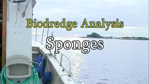Thumbnail for Sponges (Module 5)