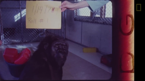 Thumbnail for entry Watch Koko the Gorilla Use Sign Language in This 1981 Film   National Geographic.mp4