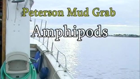 Thumbnail for Amphipods (Module 3)